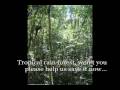 The Rain Forest Song