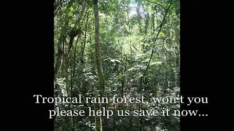 The Rain Forest Song