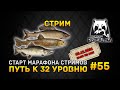 Стрим Русская Рыбалка 4 #55 - Старт Марафона стримов. Путь к 32 уровню