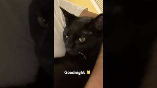 Sleep time🐱😍❤️
