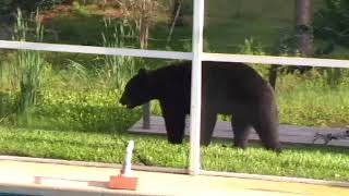 Bear in our yard