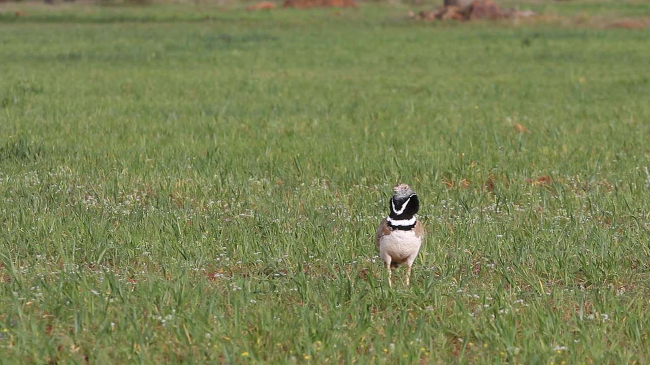 Little bustard, Tetrax tetrax