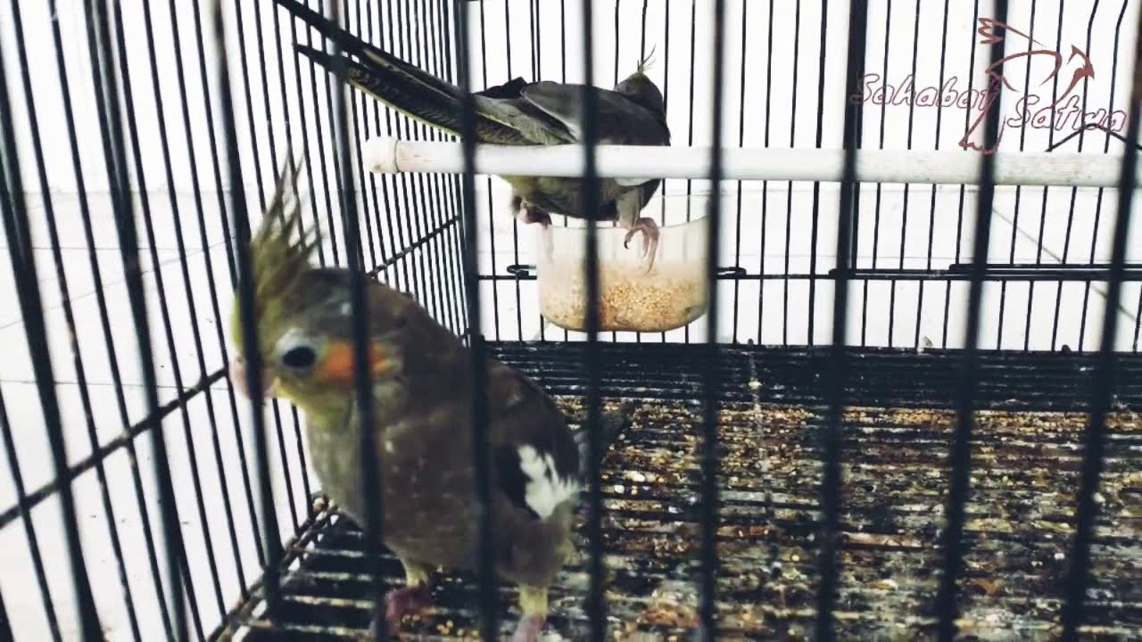 Burung Parkit Australia Jinak Lucu dan Menggemaskan 