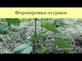 Выращивание огурцов, арбузов и дынь