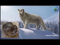 Extinct cave lions, almost perfectly preserved, discovered in Siberia