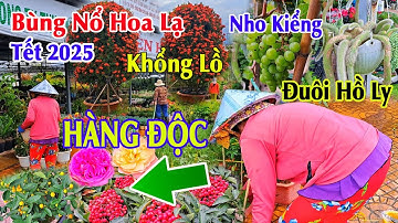 Làng hoa Sa Đéc 2025 lộ nhiều hoa mới lạ đón tết Ất Tỵ nhiều người về xem CẶP BÔNG TRANG TO KHỔNG LỒ