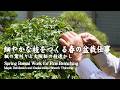細やかな枝をつくる春の盆栽仕事 ~楓の葉刈りと大阪松の枝透かし~