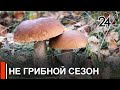 В лесах грибов нет! Грибы есть только в магазине!