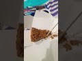 #music apple crumble