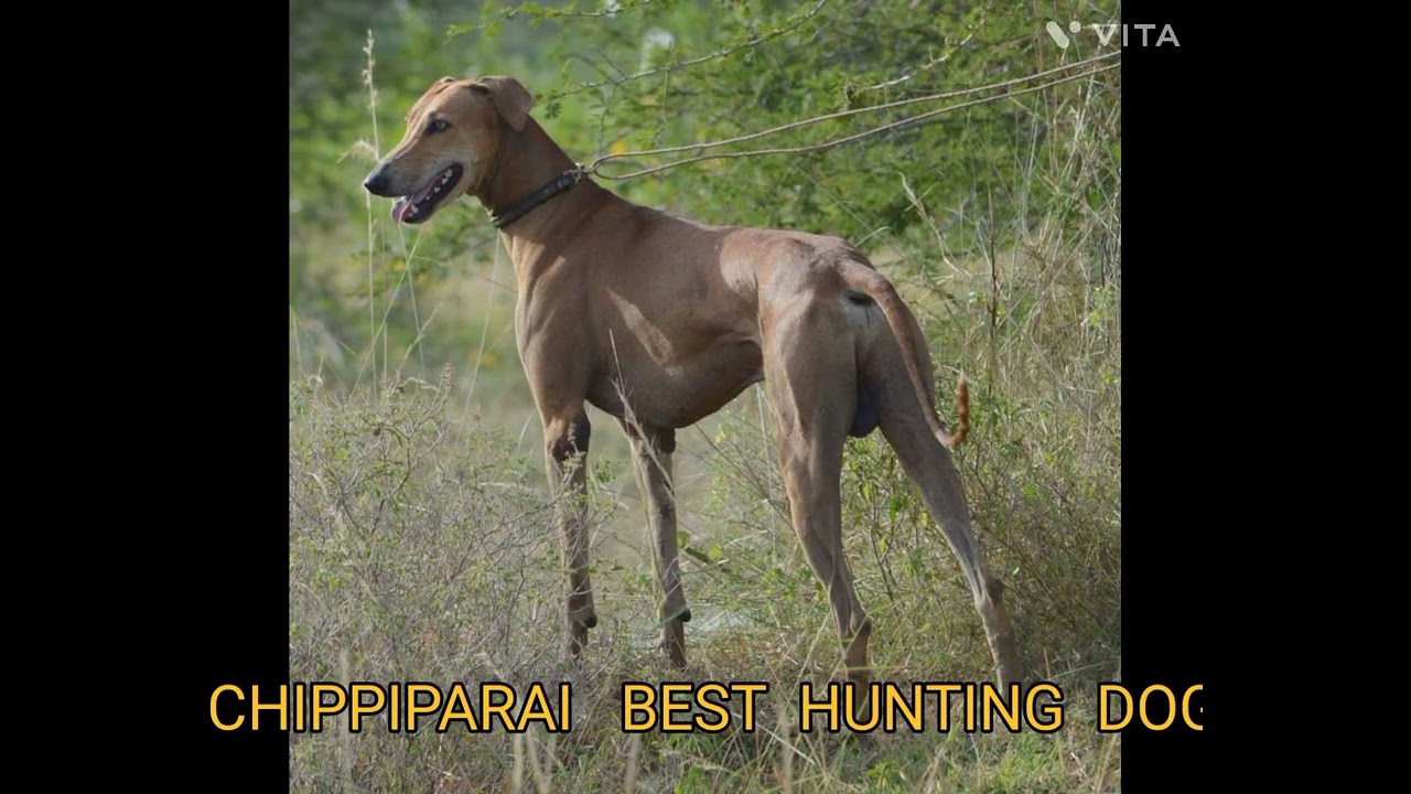 CHIPPIPARAI  BEST   INDIAN  DOG@ DRSKSINGH CHANNEL JAI SHREERAM