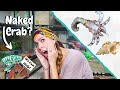 My Crab Left its SHELL!  What Do I Do? || Naked Hermit Crab Help