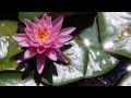 Lotus Secret Garden