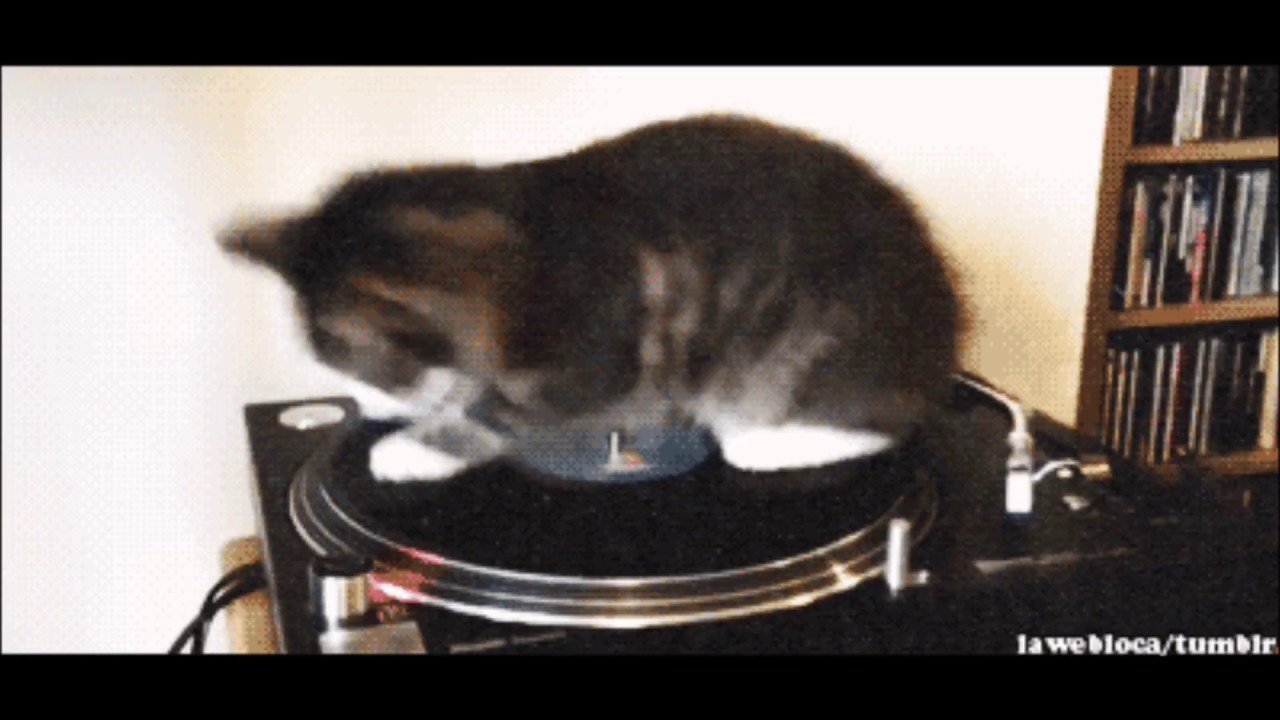 Котик крутится. Кот крутится на пластинке. Кот крутится. Котята крутятся. Гифка кот крутится