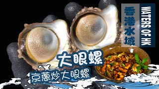 【漁人推介】香港水域 阿火帶你夜潛游入大海 找美味的大眼螺/牛眼螺 教大家煮京蔥炒大眼螺 食譜 Catch And Cook Recipe TUBRBO CORNUTUS Seafood 【漁人推介】香港水域 阿火帶你夜潛游入大海 找美味的大眼螺/牛眼螺 教大家煮京蔥炒大眼螺 食譜 Catch And Cook Recipe TUBRBO CORNUTUS Seafood