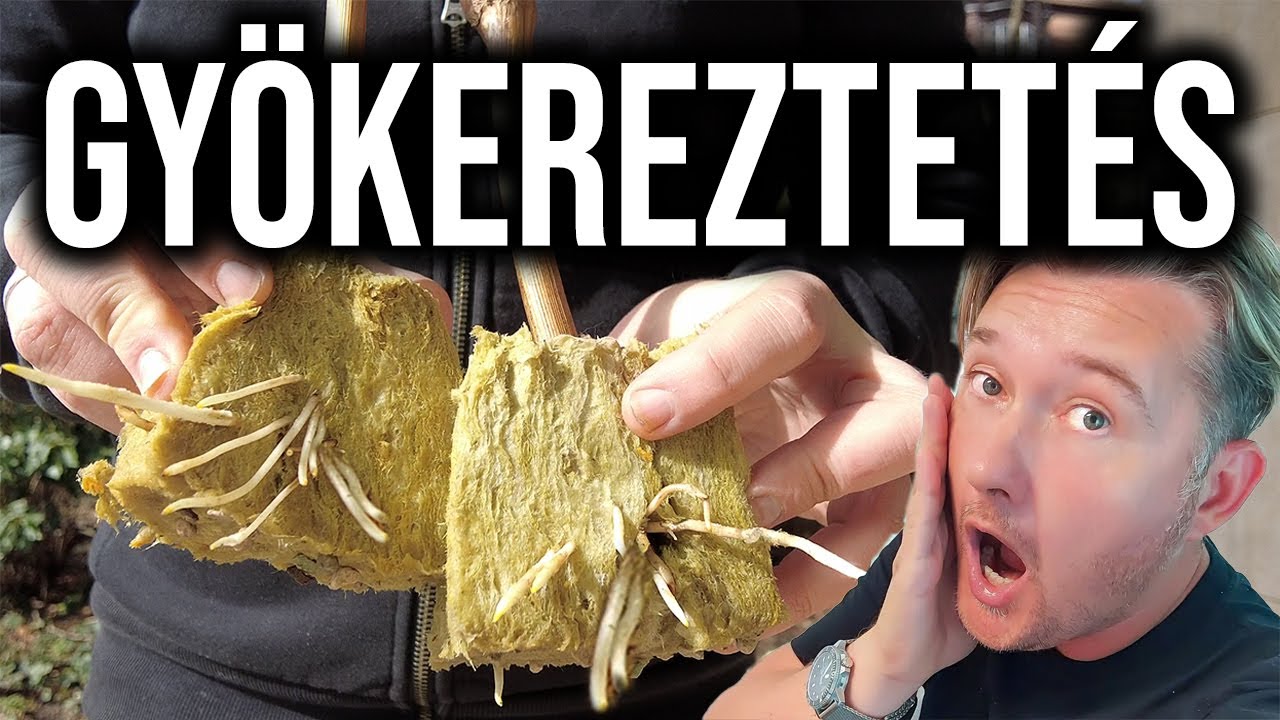 Forradalmi Gyökereztetés Kőzetgyapottal: Kipróbáltam és Megdöbbentett