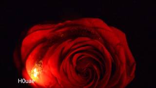 Burning roses screenshot 5