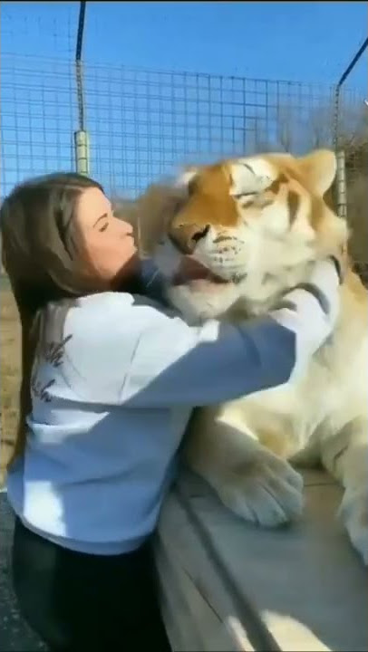 cute big tiger#shorts #tiger  #tiktok