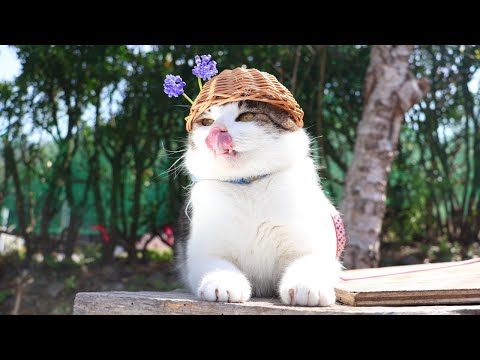 やせねこ様 むすかり帽子 のせ猫 2025 250513 - YouTube