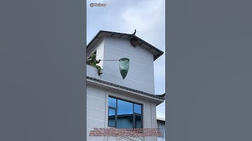 "Daring Wasp Nest Removal! Professional Technique Without Getting Stung | Pest Control Tips"