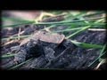 Softshell Turtles Hatching 03 - Music Video - Birth of Animals