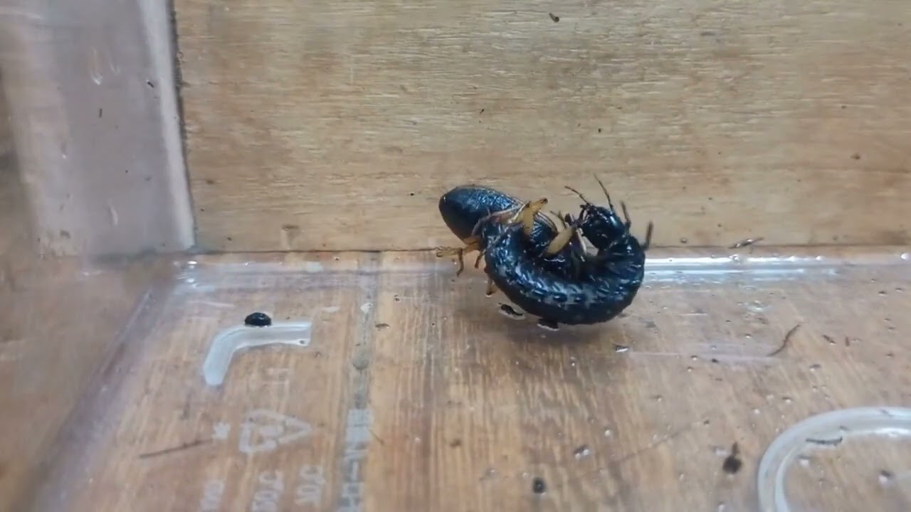 オオキベリアオゴミムシvsマイマイカブリ幼虫