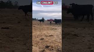 Cow tips from farmers on the farm #cow #baby #mother #livehighlights #tiktoklive