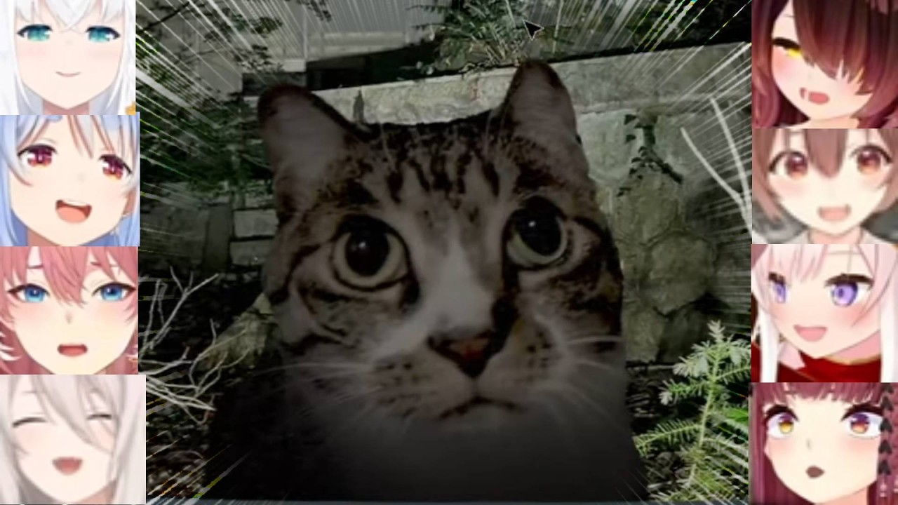 Hololive Girls Reaction To Cat Jumpscare *cute* (Japan Stigmatized