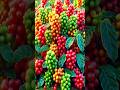 easy techniques for propagating and growing coffee fruit trees #plant #fruit