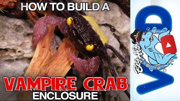 How to Build a Vampire Crab Enclosure | BigAlsPets.com