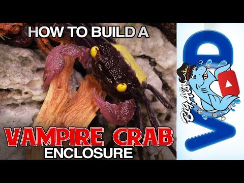 How to Build a Vampire Crab Enclosure | BigAlsPets.com