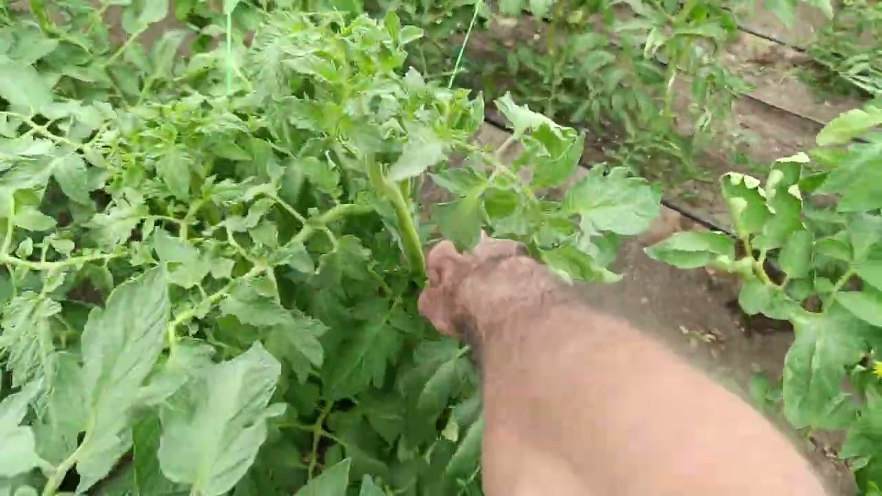 Първо нападение от болест в доматите ми