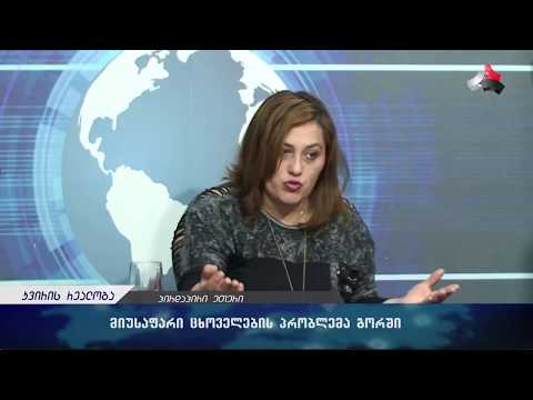 მიუსაფარი ცხოველების პრობლემა გორში-ცხოველთა უფლებადამცველები ,,კვირის რეალობაში\"