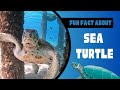 Discover Fascinating Fun Facts about Sea Turtles - The Wonders of Marine Life!