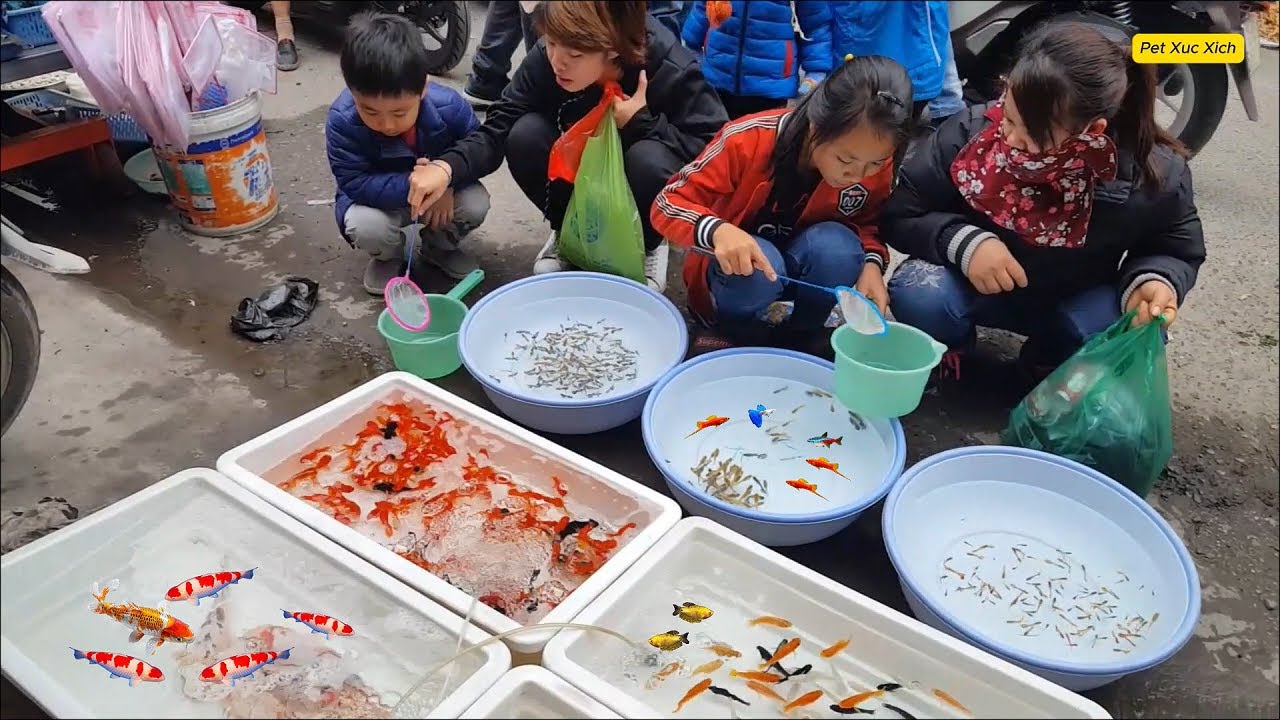 Посещение крупнейшего рынка аквариумных рыбок во Вьетнаме | Рай для любителей аквариумов