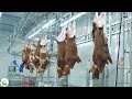 Amazing beef processing line  beef and chicken processing factory  american agriculture