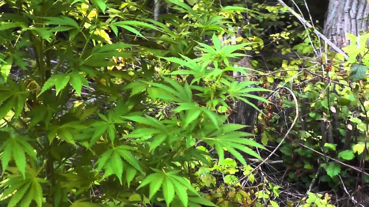 Outdoor Guerilla Grow 2013 - Part 6