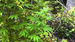 Outdoor Guerilla Grow 2013 - Part 6