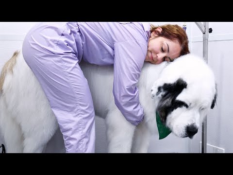 The most handsome dog on the planet | Giant BEAR dog