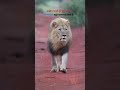 comeback motivational #motivation #power #shorts #upsc #viral #tranding #shortvideo #12thfail