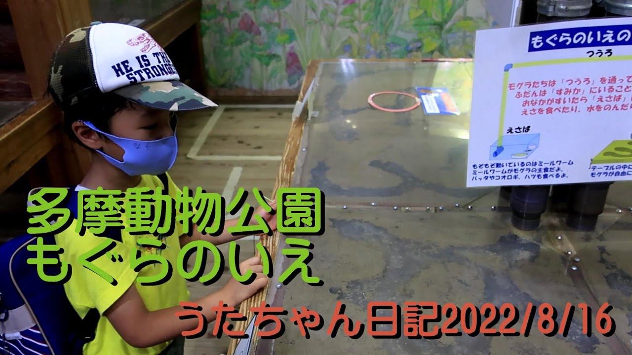 多摩動物公園もぐらのいえうたちゃん日記生物2816uta2 Youtube
