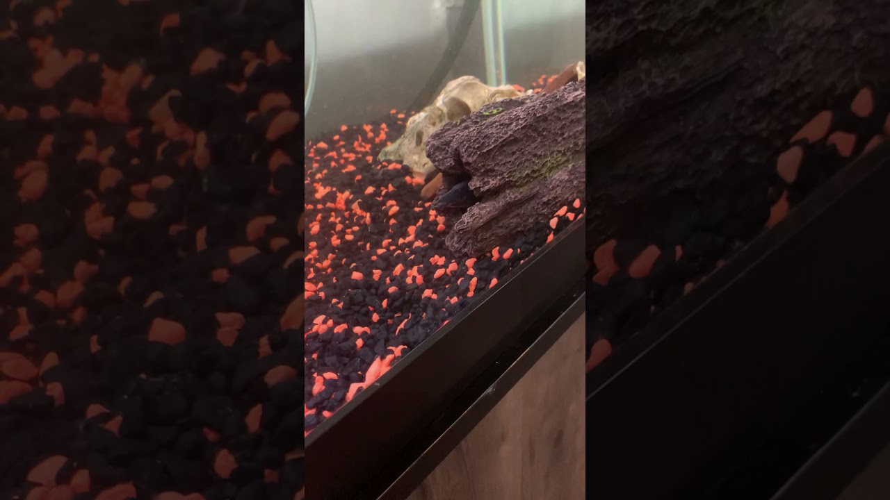 Water change for my savage 