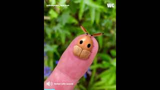 Imaginary Insects POP Culture
