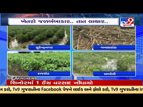 Farmers fear crop loss due to extremely heavy rainfall in Gujarat |Gujarat Rains |TV9GujaratiNews