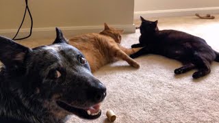 Valjean The Blue Heeler & Cats