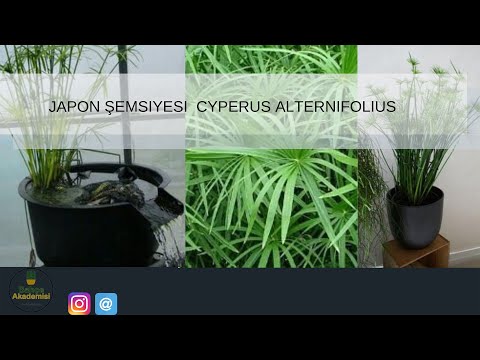 Video: Cyperus: Bakım Ve üreme