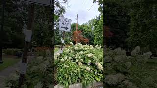 #streets #indiana #travel #indianapolis #driving #neighborhood #streets #indiana #travel #indianapolis #driving #neighborhood