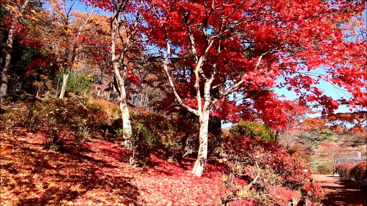 落葉で彩られた蛇の鼻遊楽園 福島県本宮市 11月18日 16年 Youtube