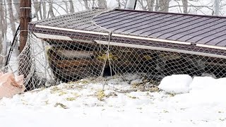 廃線となったJR留萌線石狩沼田―留萌間の旧峠下駅が倒壊　雪の重み要因か