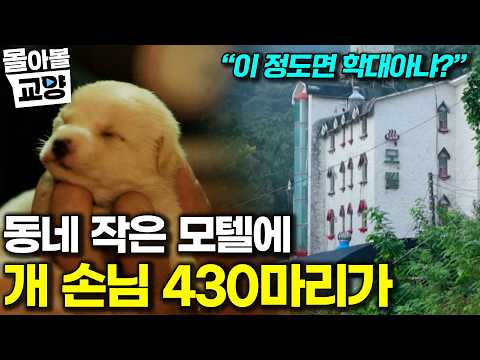 "This is no laughing matter": Veterinarian Sul Chae-hyun is overwhelmed by a large number of dogs...
