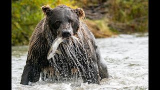 How Bears Keep Salmon Streams In Alaska Healthy by bradjosephs 1,637 views 1 year ago 3 minutes, 4 seconds